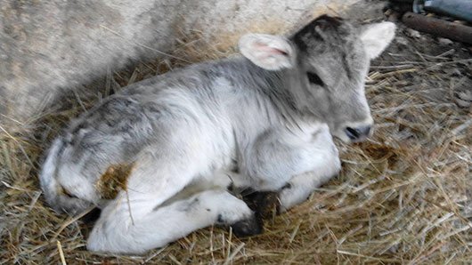Mucca partorisce e scivola in un dirupo: salvata dai Vigili del fuoco