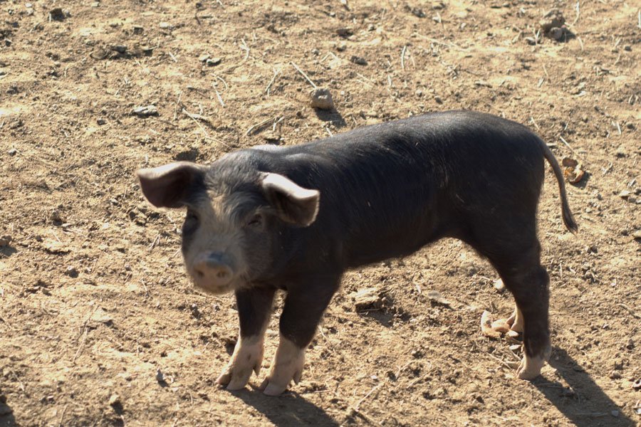 Peste suina: caso Talana, positivi anche 10 maiali abbattuti