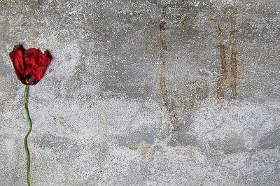 Partigiani, 25 aprile, festa della liberazione