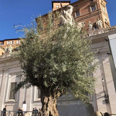 Ulivo in piazza San Pietro a Roma