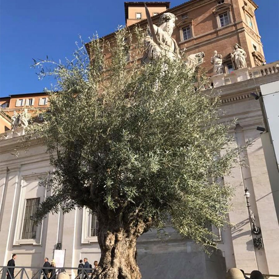 Domenica delle Palme: i ramoscelli d’ulivo della Sardegna distribuiti in piazza San Pietro a Roma