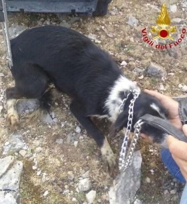Uno dei cani recuperati dai VVFF