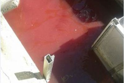 Il sangue nel depuratore di Buddusò