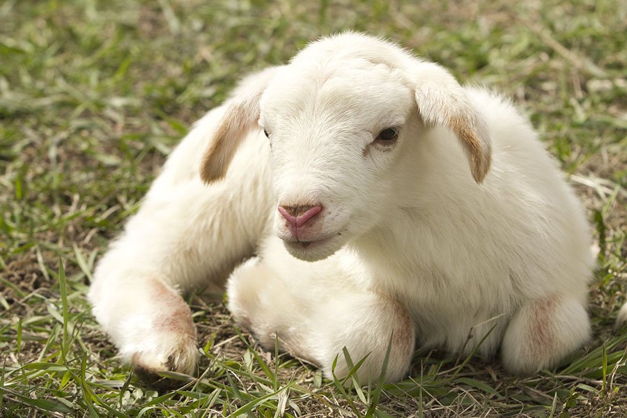 Alberto Manca (M5S) denuncia: ” Omogenizzati fatti con acqua di cottura al posto della carne di agnello”
