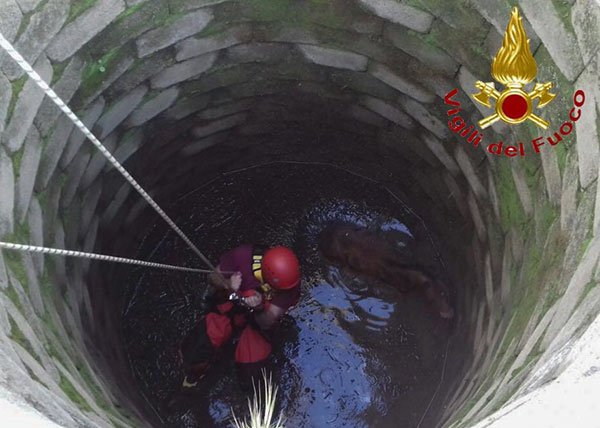 Oliena. Puledrino di pochi giorni cade in un pozzo: salvato dai VVFF