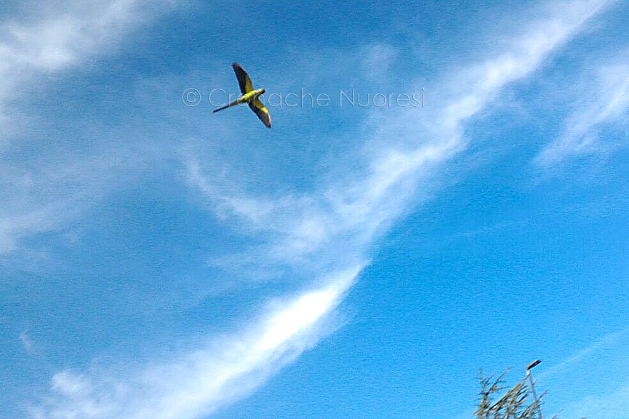 Nuoro. Enorme pappagallo sorvola i cieli della città
