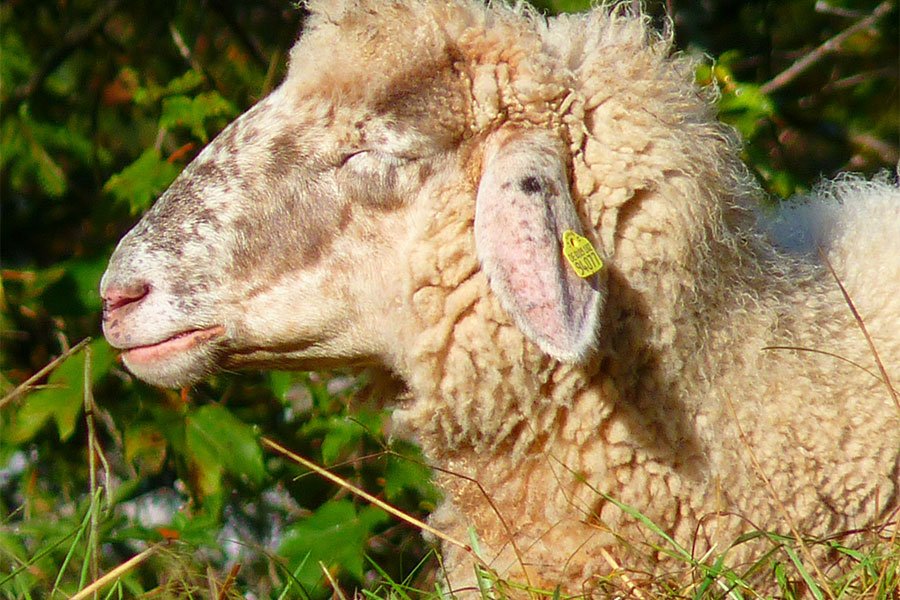 Zootecnia: raddoppiano i contributi a fondo perduto per le pecore a fine carriera