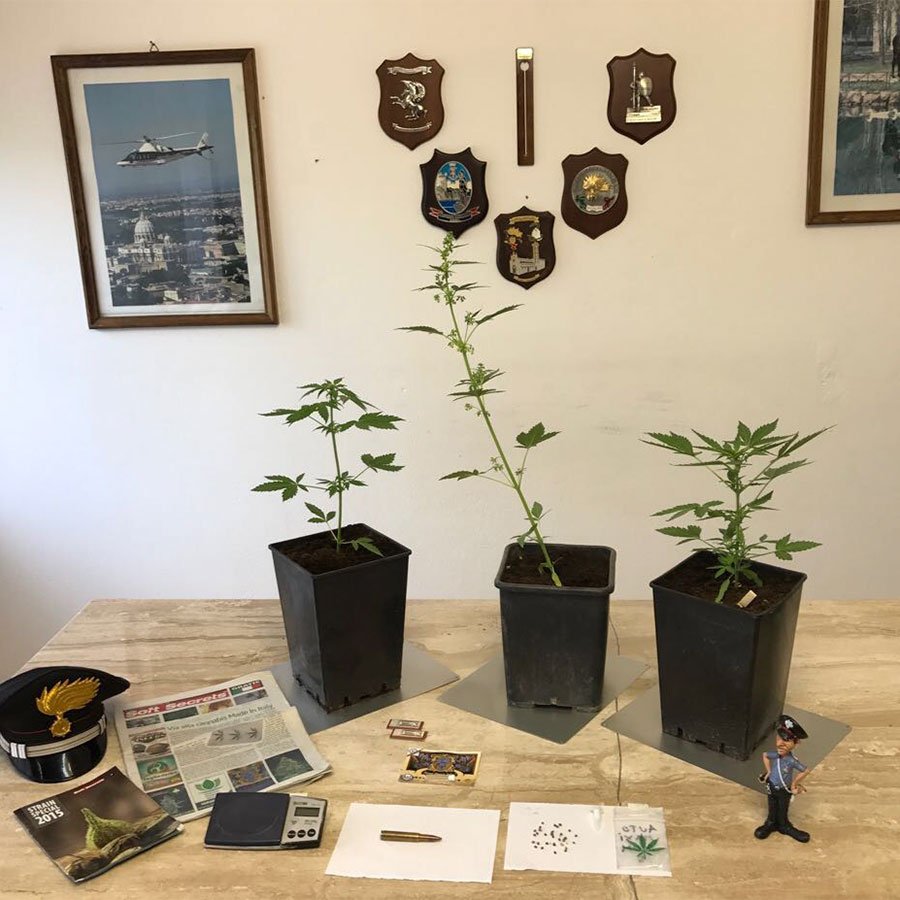 38enne colto in flagrante a coltivare marijuana in casa e denunciato