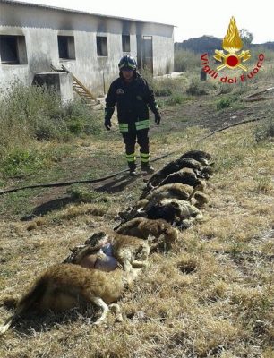 Pozzomaggiore, gli animali morti nel'incedio