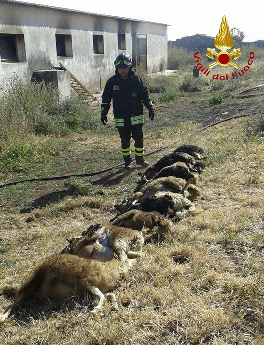 Fienile nel mirino degli incendiari: agnelli e conigli morti per le esalazioni del fumo