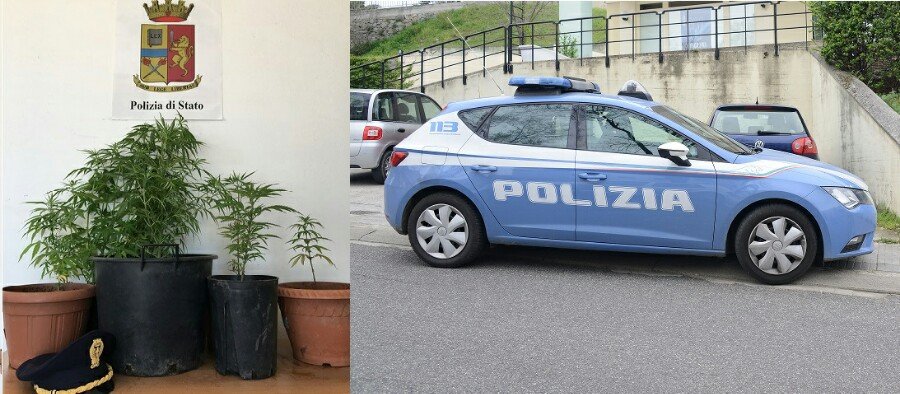 Disoccupato 21enne coltivava marijuana in giardino: denunciato