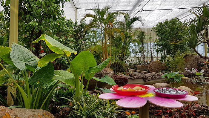 Cina: lo Yunnan assiste a un boom delle farfalle