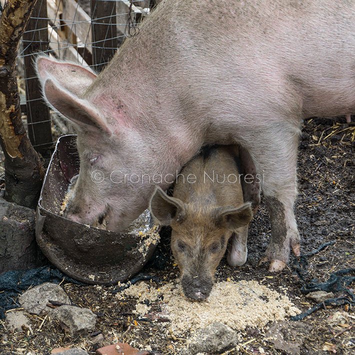 Peste suina: abbattuti altri 57 maiali nelle campagne Orgosolo