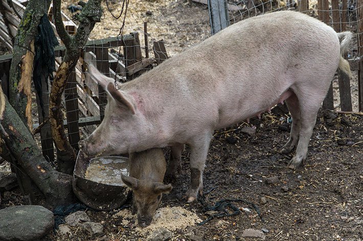 Peste suina in regressione: nell’ultima operazione abbattuti 92 maiali a Urzulei