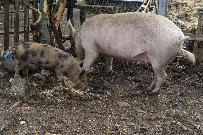 Peste suina. Scatta l’allarme trichinella in Sardegna: positivi 112 campioni su 268 maiali abbattuti