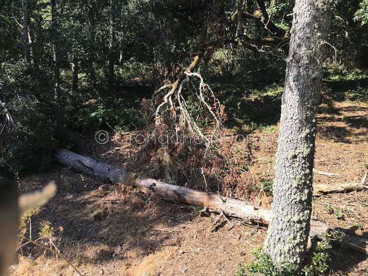 Ortobene. Sottobosco invaso da rami secchi e sterpaglie: l’Associazione auspica l’intervento del Comune