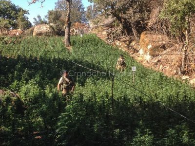 Nuoro, uno scorcio della maxi piantagione di marijuana sequestrata dai Carabinieri