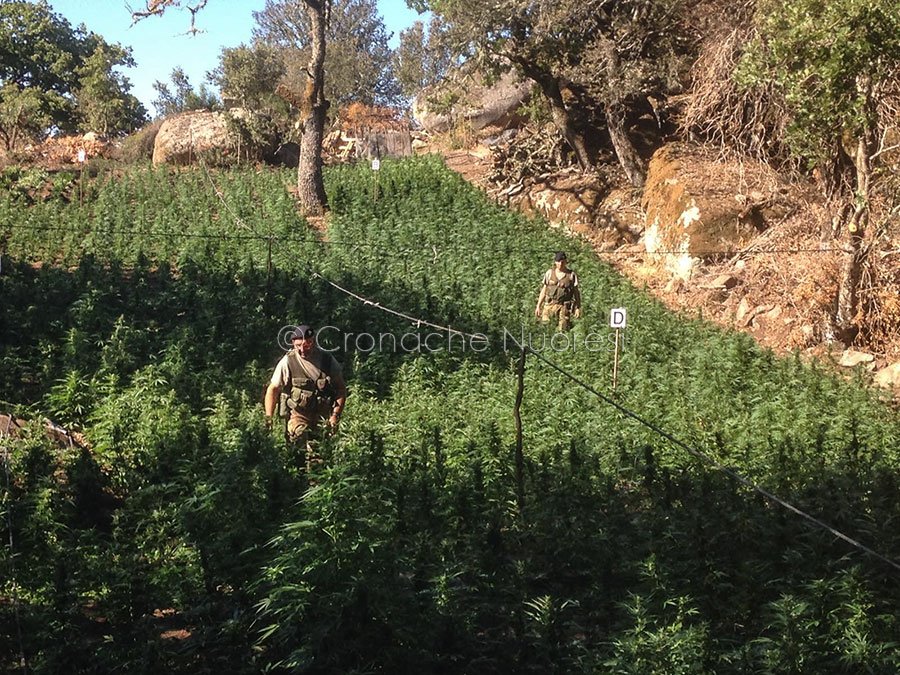 Nuoro. Colto in flagrante ad accudire 3400 piante di marijuana: operaio in manette