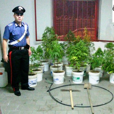 Le piante di cannabis rinvenute dai Carabinieri