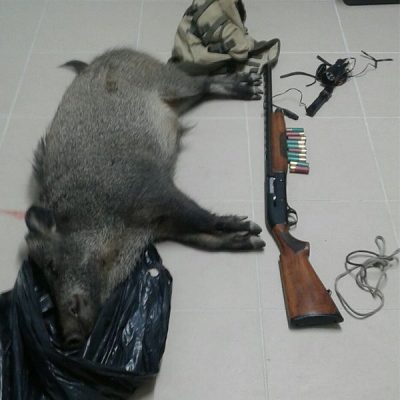 cinghiale e armi sequestra