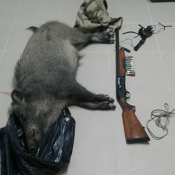 Esplodono un colpo nel cuore della notte e abbattono un cinghiale: denunciati due bracconieri