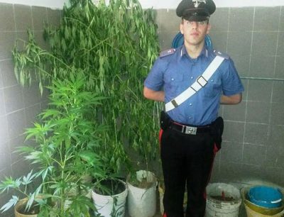 Le piante di marijuana sequestrate