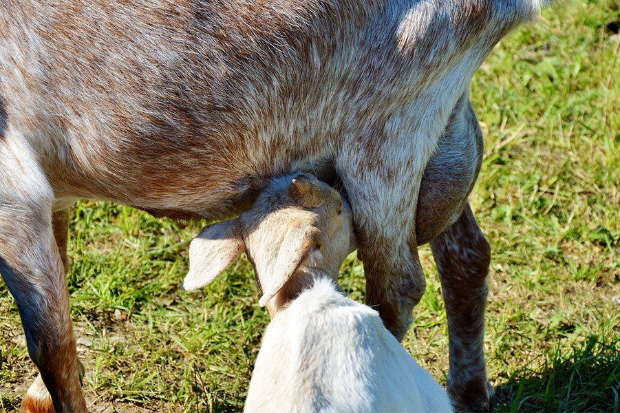 Coldiretti Nuoro Ogliastra a Orgosolo per incontrare i soci
