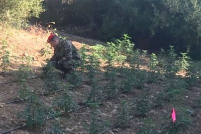 La maxi piantagione posta sotto sequestro