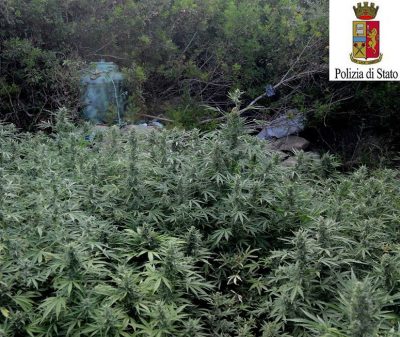 La piantagione di Marijuana scoperta dalla Polizia