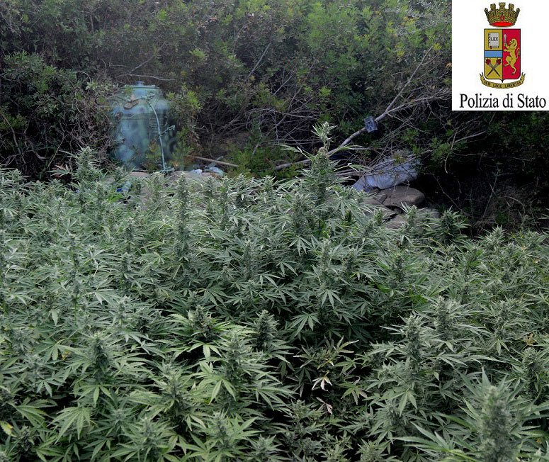 Innaffiavano la piantagione di marijuana con l’acqua della rete pubblica: due pregiudicati in manette