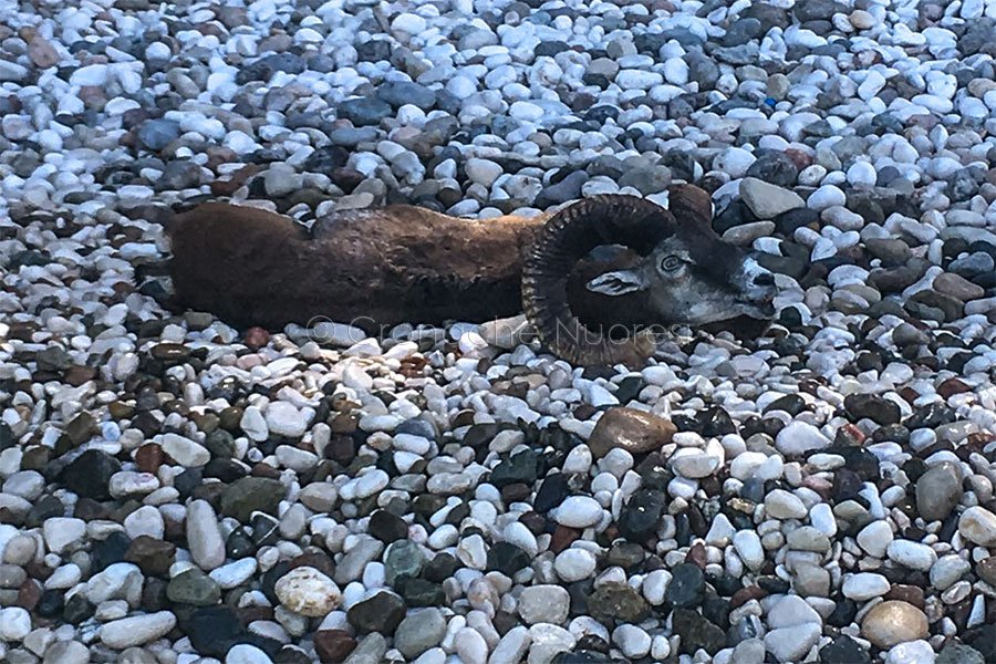 Muflone morto in spiaggia a Cala Sisine viene rimosso dopo quasi dieci ore