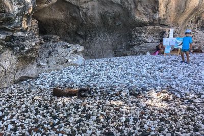 Il muflone morto a Cala Sisine (© foto Cronache Nuoresi)