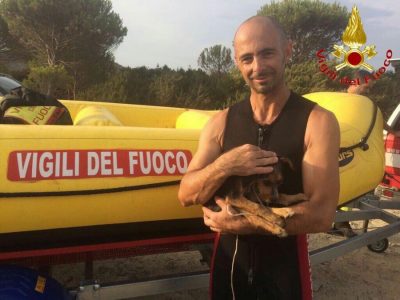 Il cagnolino dopo il salvataggio