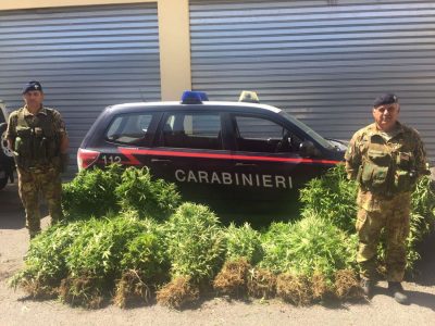 Una parte della marijuana sequestrata a Orune