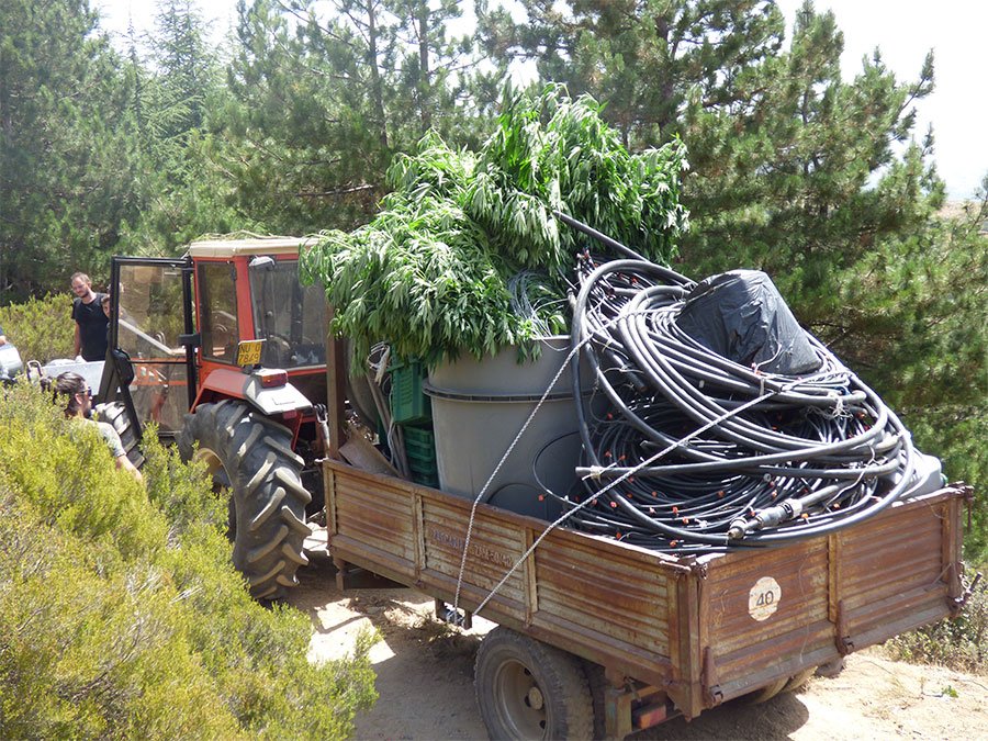 Piantagione di marijuana “hi tech” rinvenuta nelle campagne di Tonara