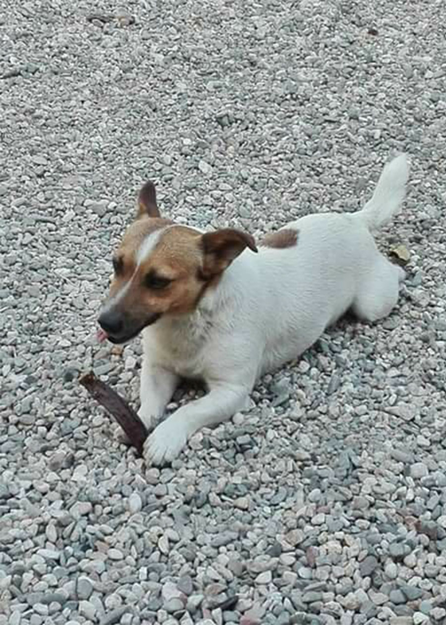 L’appello: scomparso un cane di piccola taglia a Orosei