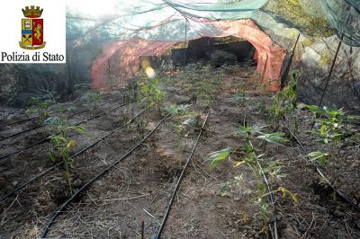 Una delle due piantagioni sequestrate a Oliena