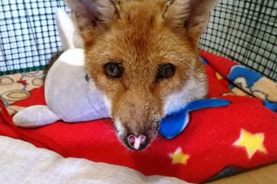 “Rosa Fumetta” trova ospitalità all’acquario di Cala Gonone