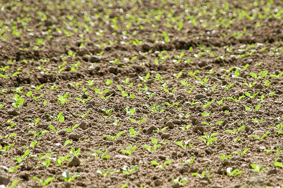Confimprenditori Sardegna: “impianti di dissalazione per sconfiggere la siccità in agricoltura”