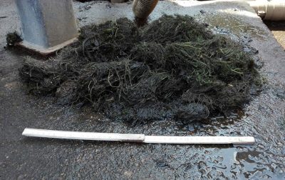 Una parte delle alghe eliminate dal potabilizzatore