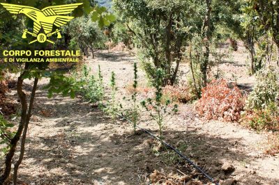 La piantagione sequestrata dal Corpo Forestale