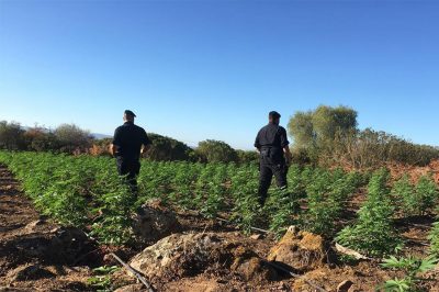 La piantagione di marijuana trovata a 300 metri dal cadavere del giovane