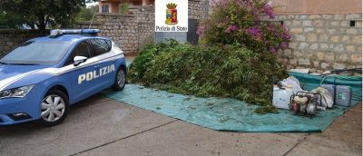 Le piante di marijuana e altro materiale utilizzato per la coltivazione posto sotto sequestro dalla Polizia