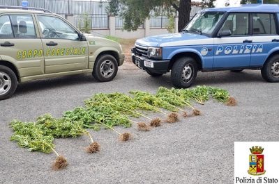 Le piantine di marijuana rinvenute dalla Polizia e Corpo Forestale