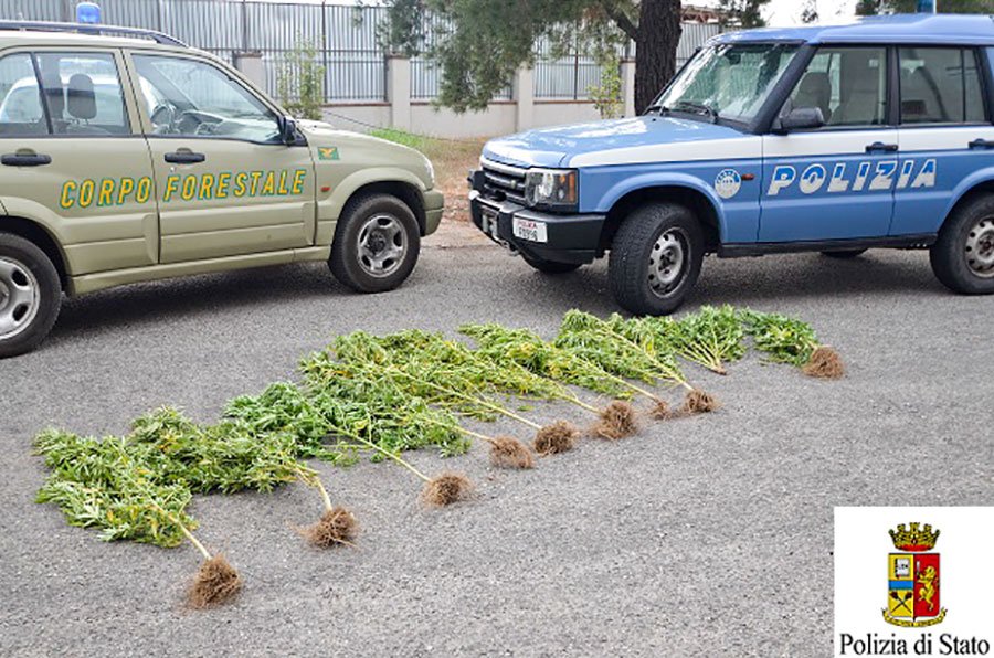 Con l’impianto d’irrigazione innaffiava la piantagione di marijuana confinante con il proprio terreno: denunciato a piede libero