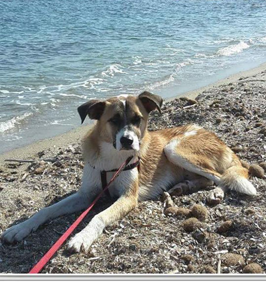 Smarrito un cane meticcio alla Caletta di Siniscola