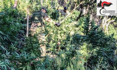Alcune delle 650 piante di marijuana sequestrate a Talana
