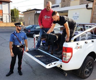 Uno dei due cani protagonisti della vicenda