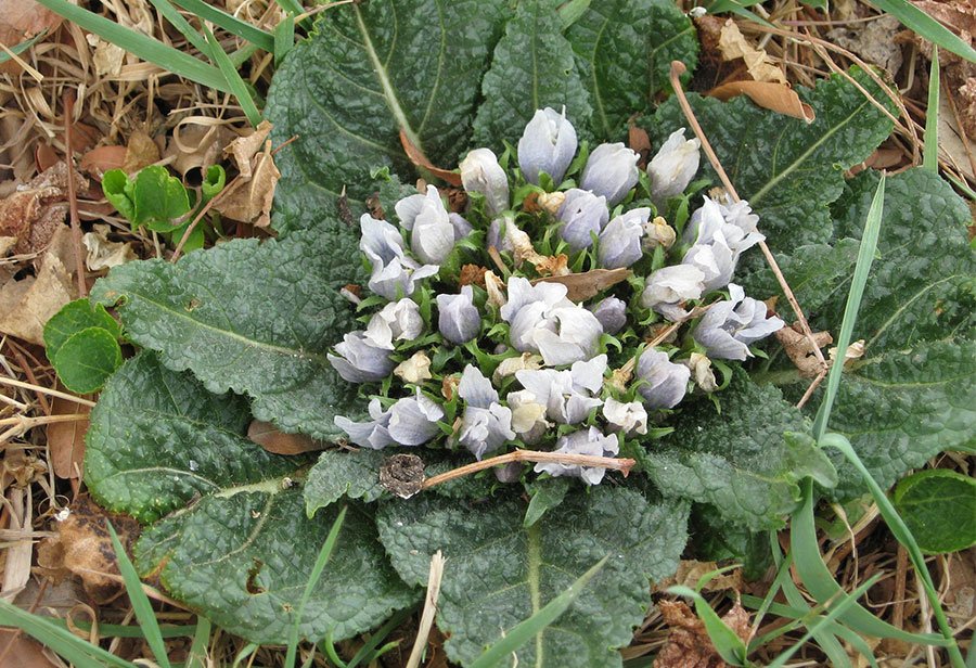 “Mandragora in mezzo alle foglie di spinaci surgelati”:  il Ministero della Salute fa ritirare il prodotto dai supermercati