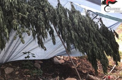 Le piante di cannabis rinvenute dai Carabinieri
